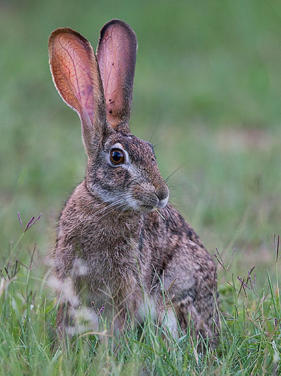 Scrub hare